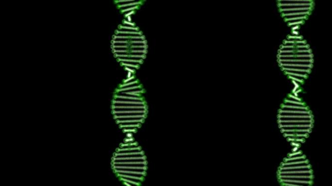 在黑色背景上扭曲的DNA双螺旋复制。
