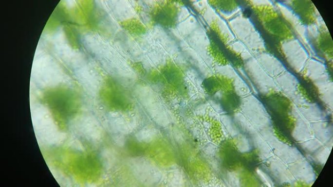 绿色叶绿素，植物真核细胞结构中的叶绿体，显微镜放大。叶片光合作用的特写。转基因、DNA、细胞学、研究