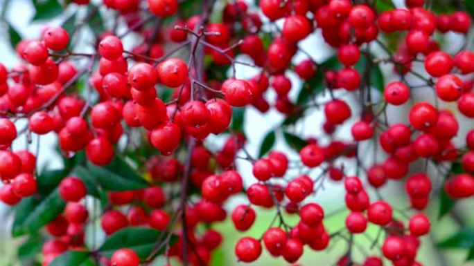 全屏红色Nandina Domestica浆果，特写镜头。圣竹果实的背景，这是一种装饰性灌木