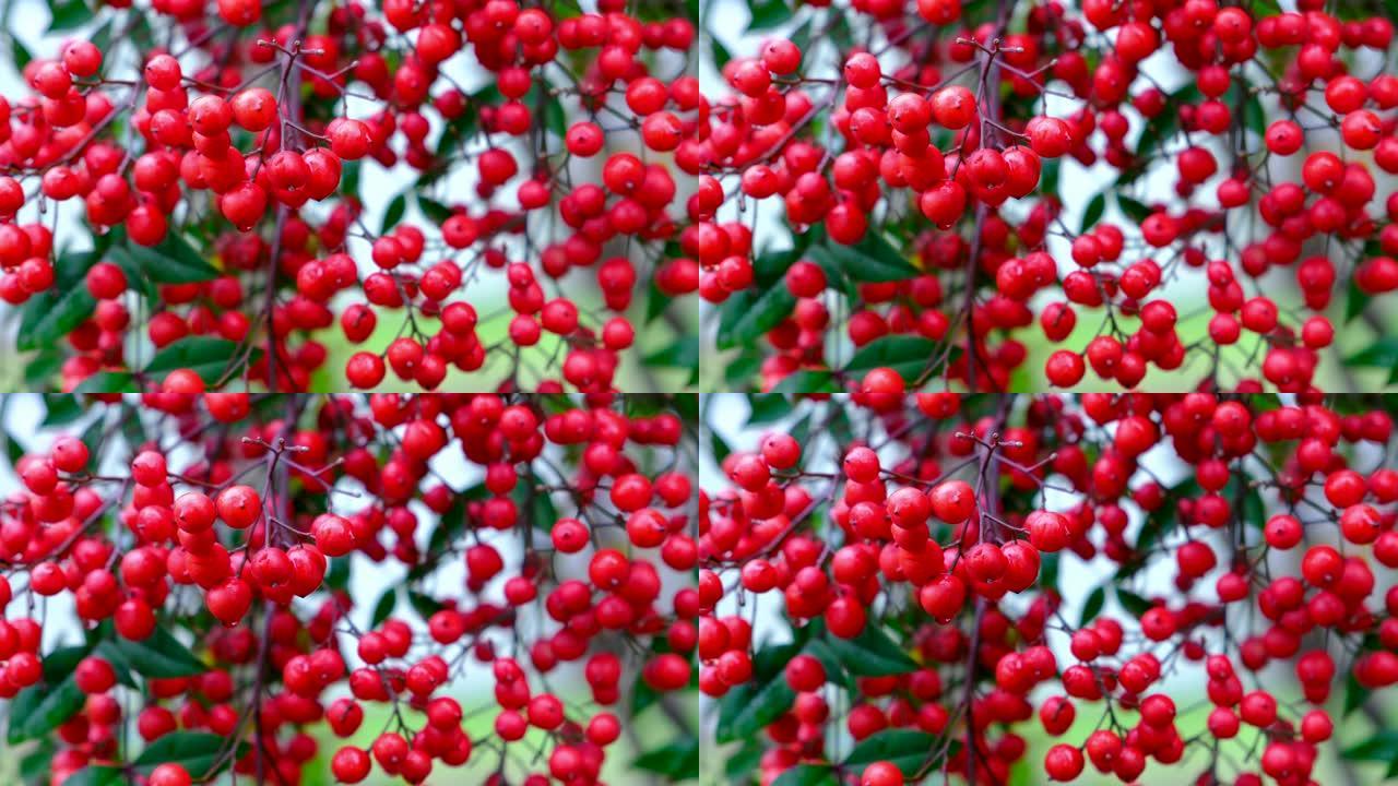 全屏红色Nandina Domestica浆果，特写镜头。圣竹果实的背景，这是一种装饰性灌木