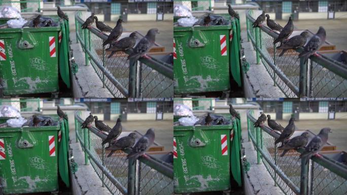 黑喜鹊站在金属栅栏和垃圾容器上