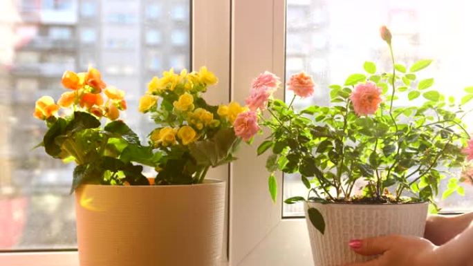 照顾家庭鲜花。浇水，大量喷洒。阳光充足的窗台上的室内花朵