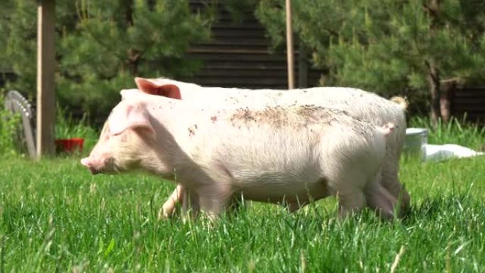 绿草背景上的小猪。草地上的小猪。