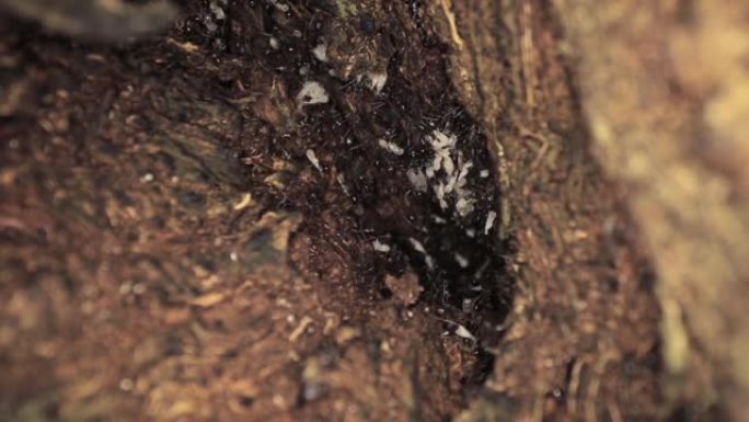一群蚂蚁在树内快速移动的宏观镜头