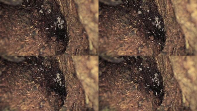 一群蚂蚁在树内快速移动的宏观镜头