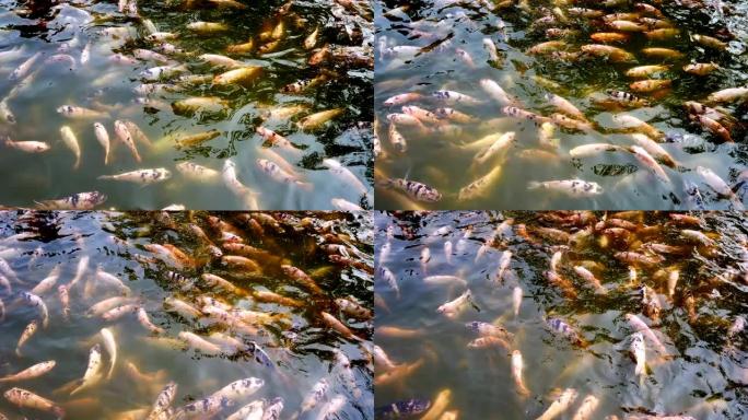 池塘里的尼罗罗非鱼和红色罗非鱼。
