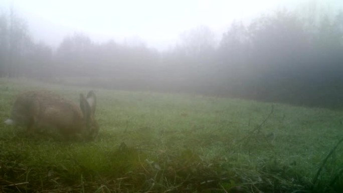 欧洲野兔 (Lepus Europaeus或Brown Hare) 在雾蒙蒙的冬天吃草