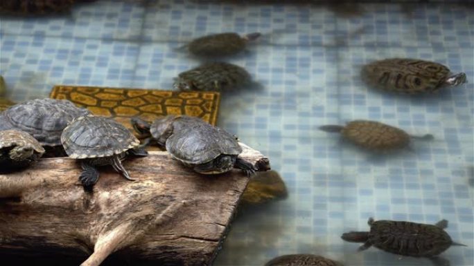 水龟在水池中休息和游泳