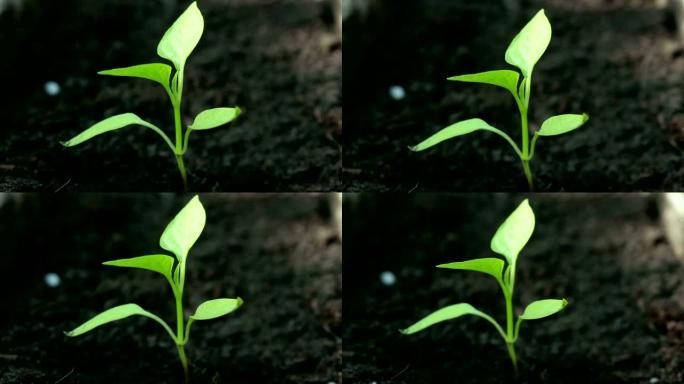 一个小嫩芽在风中飘动。特写绿苗生长在肥沃的土壤中。增长的象征，环保。