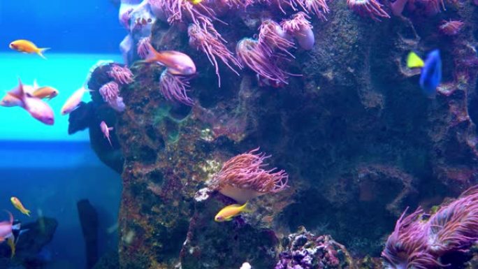 一群五颜六色的明亮礁石鱼吃掉了石头上藻类的生长。