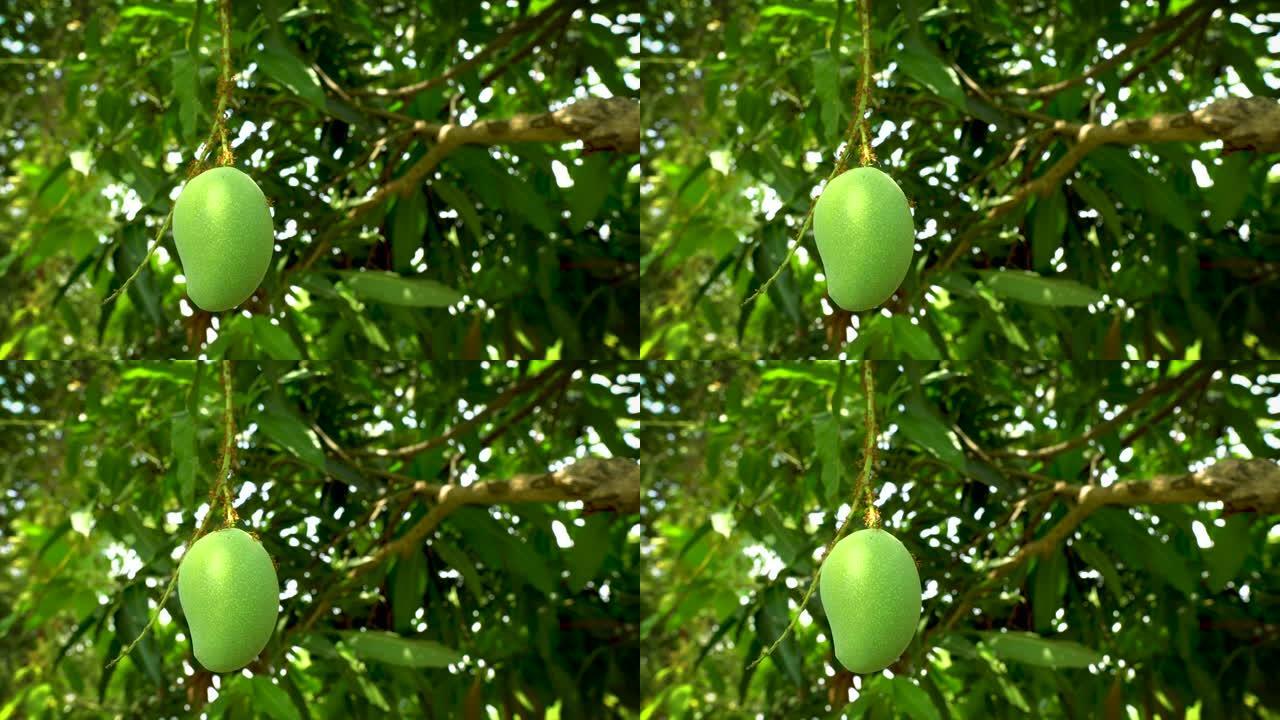农场树上的绿色芒果。