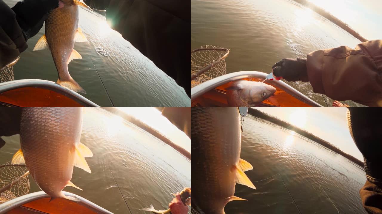 垂钓者从捕获的asp上解开诱饵-一种强大的掠食性鱼