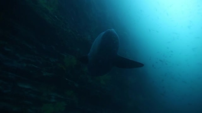 太平洋水下海洋生物中的月鱼翻车鱼翻车鱼。