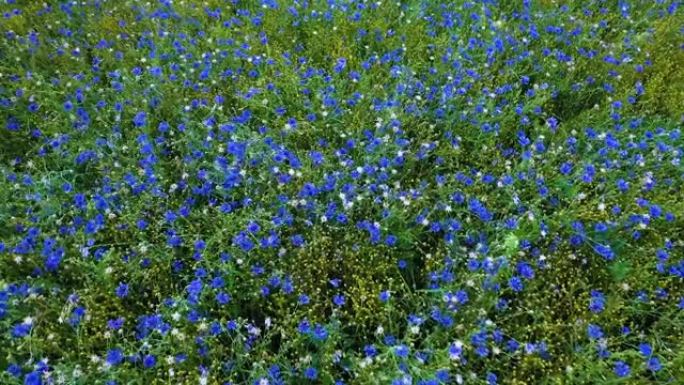 盛开的矢车菊，蓝色的矢车菊在阳光下摇曳在风中