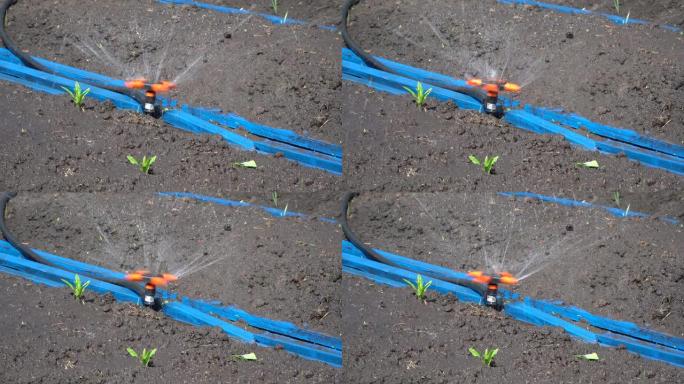 花园床自动浇水。洒水浇水，用水灌溉蔬菜