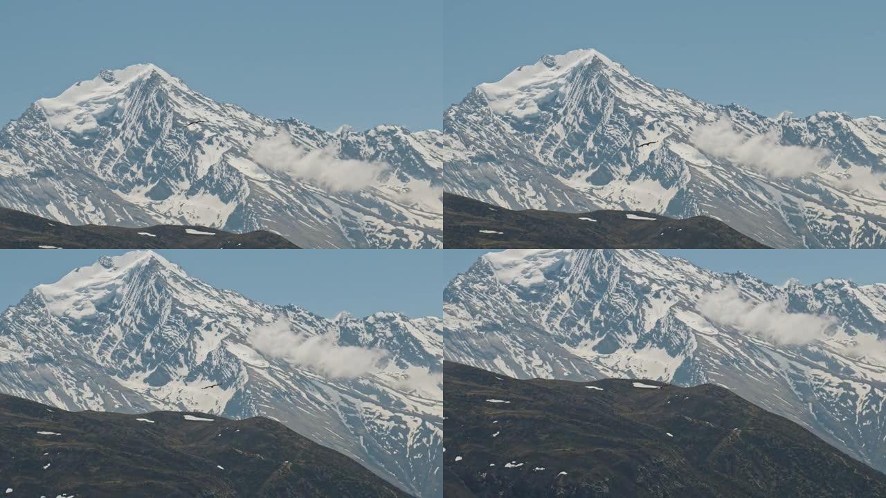 伟大的自由鸟在高地上飞翔，对抗蓝天下的高雪山峰