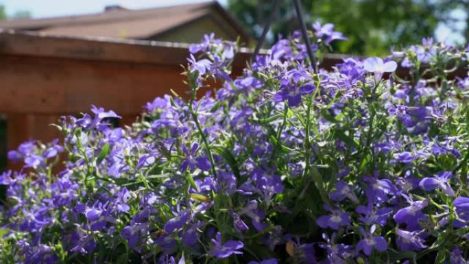 美丽的紫色小花，中间有白色或黄色，在夏天的户外露台上悬挂的花盆花盆中
