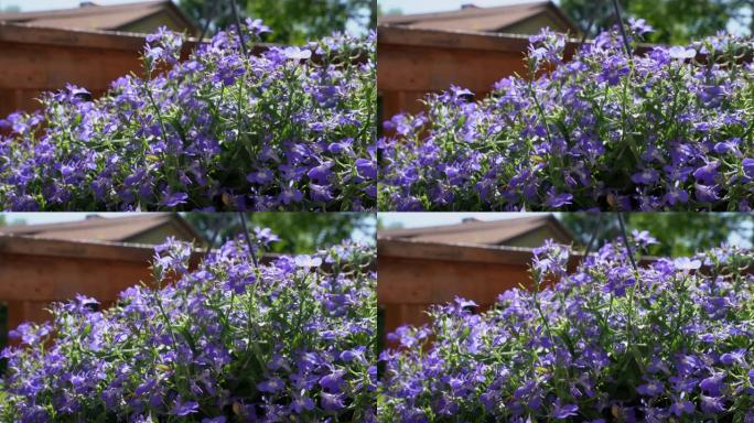 美丽的紫色小花，中间有白色或黄色，在夏天的户外露台上悬挂的花盆花盆中