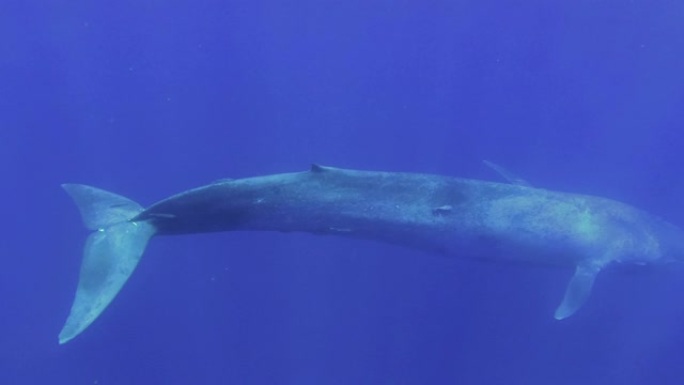 蓝鲸在太阳光线下慢慢潜入蓝色深处。伟大的蓝鲸-巴兰翅小家鼠。慢动作，水下拍摄，高角度拍摄，印度洋，斯