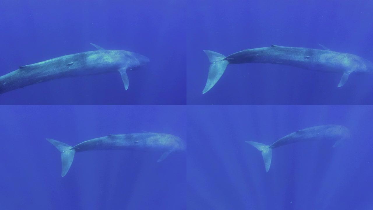 蓝鲸在太阳光线下慢慢潜入蓝色深处。伟大的蓝鲸-巴兰翅小家鼠。慢动作，水下拍摄，高角度拍摄，印度洋，斯