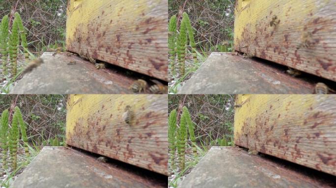 蜂巢4K UHD的蜜蜂