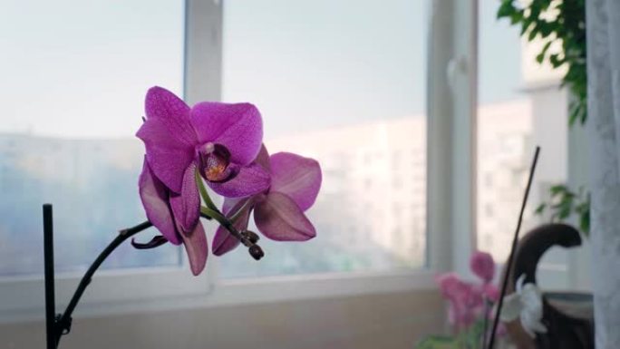 阳台窗台上美丽的紫色兰花
