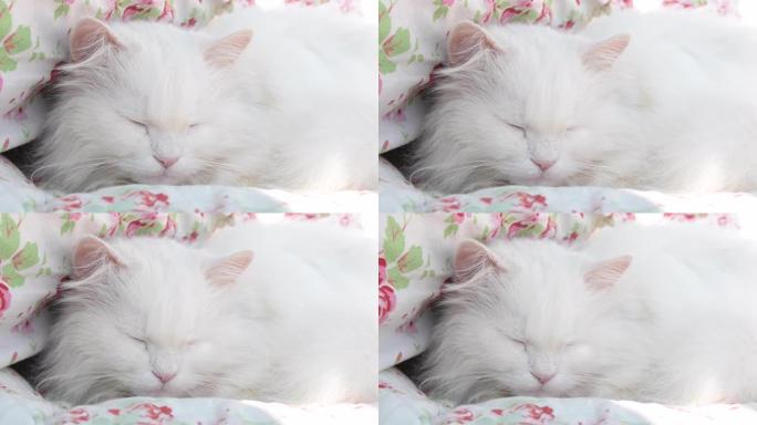 美丽，白色，长发的波斯猫，布娃娃猫
