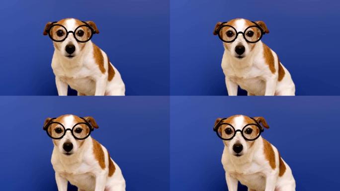 戴眼镜的聪明狗看着相机