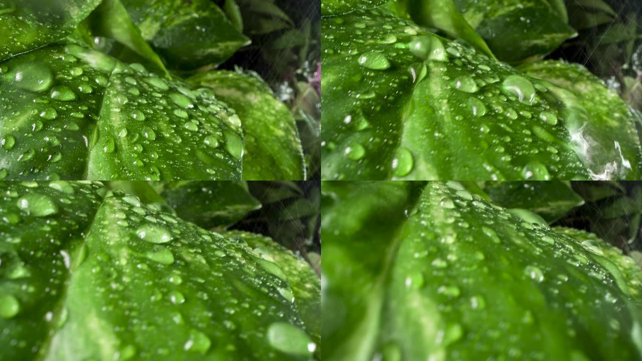 雨滴中的绿叶水滴水绿叶露珠甘露