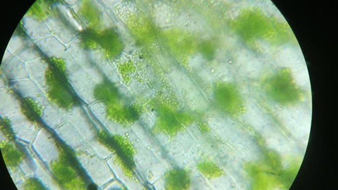 绿色叶绿素，植物真核细胞结构中的叶绿体，显微镜放大。叶片光合作用的特写。转基因、DNA、细胞学、研究