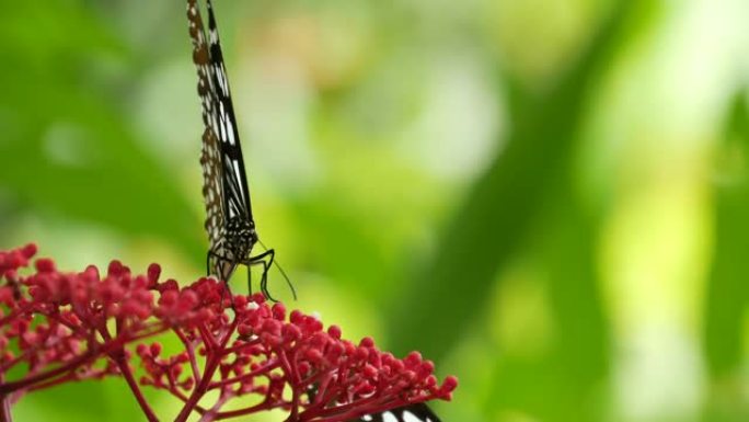 热带异国蝴蝶在丛林雨林坐在绿叶上，宏观特写。春天的天堂，郁郁葱葱的自然背景，树林中散焦的绿色植物。清