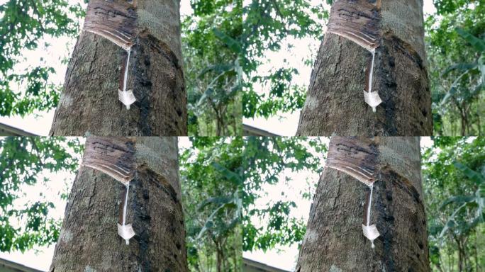 橡胶乳胶从树上掉下来。