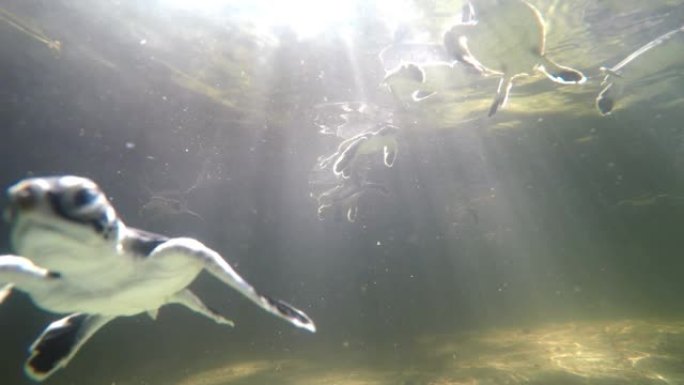 濒临灭绝的绿色小海龟游泳的未分级水下剪辑