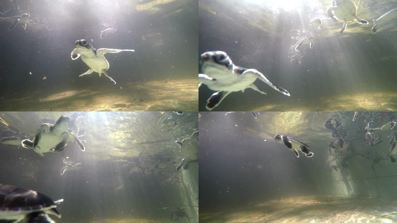 濒临灭绝的绿色小海龟游泳的未分级水下剪辑
