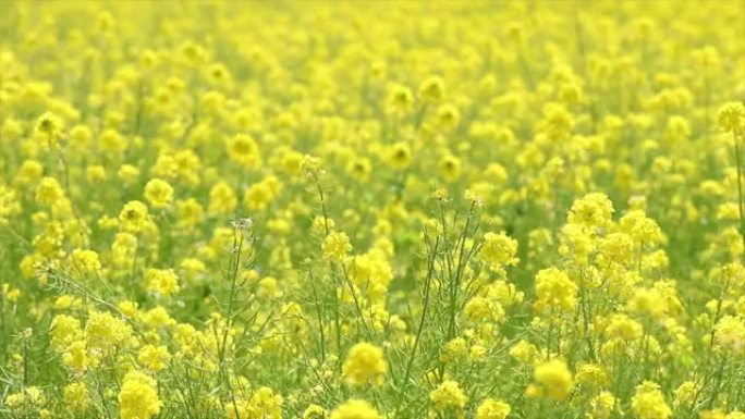 油菜花在风中摇曳油菜花摇摆油菜花