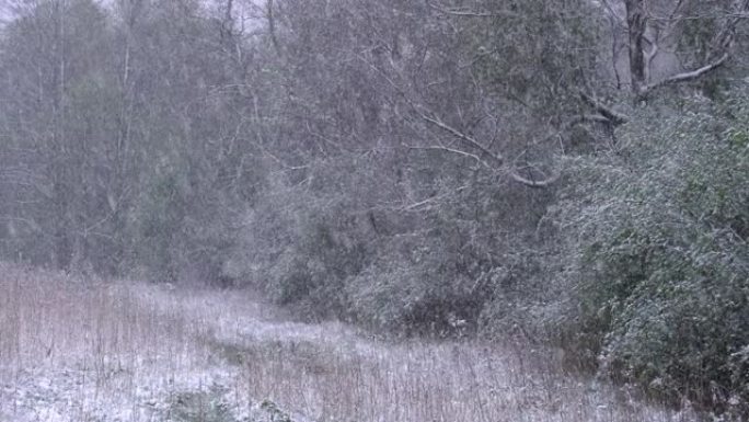 春末大雪的平移视图。出乎意料的暴风雪覆盖了森林中的绿叶和早午餐