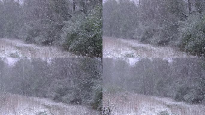 春末大雪的平移视图。出乎意料的暴风雪覆盖了森林中的绿叶和早午餐