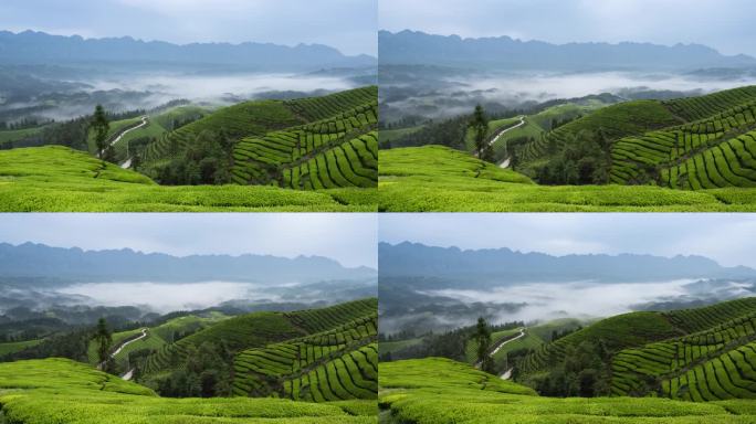 雨后茶园云雾延时4K