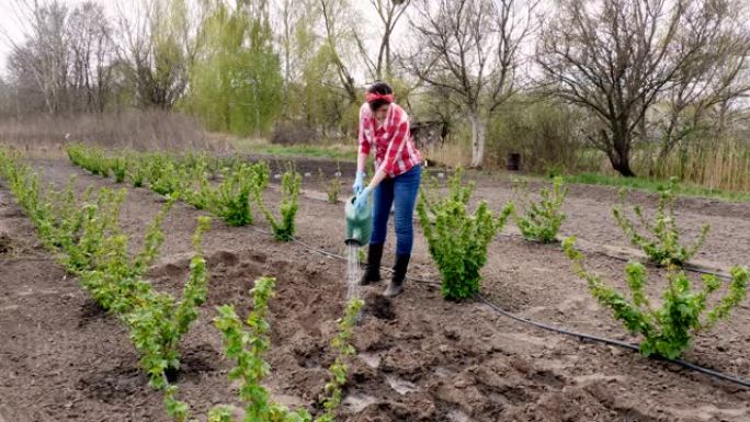 穿着方格红色衬衫和牛仔裤的女农民，用喷水罐在地上种下种子的水洞。春天阳光明媚的一天。生态农场。带设备
