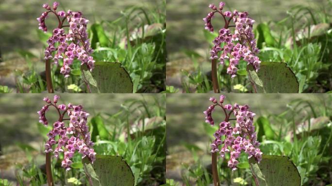 粉红色的花园花，Bergenia cordifolia Bergenia crassifolia，b