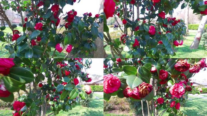 红玫瑰树