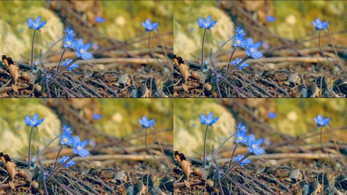 阳光明媚的日子，第一个春天的蓝色花朵在磨砂的空地上。风摇着花。撤回Blackmagik 6k。