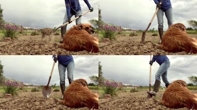 千禧年成年女性耕作土壤种植和园艺