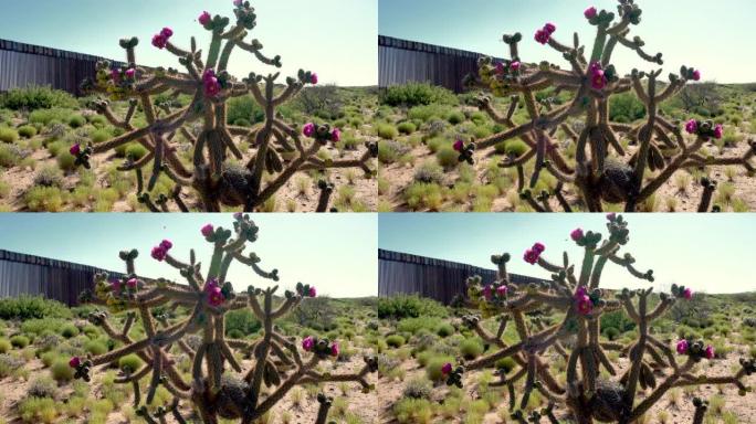 在新墨西哥州的沙漠中，有着美丽的洋红色花朵的藤蔓花冠，背景是边界墙
