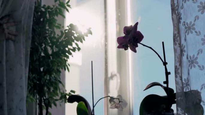阳光照耀下窗帘后面窗台上华丽的紫色兰花
