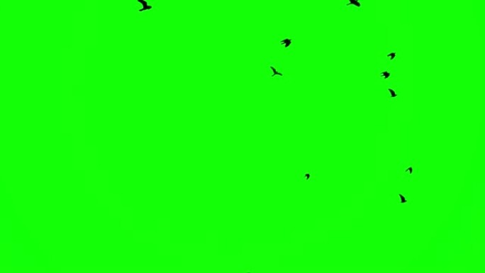 绿屏圈一群黑乌鸦在天空中飞舞