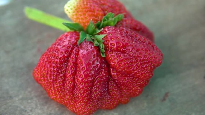 异常大的草莓水果特写