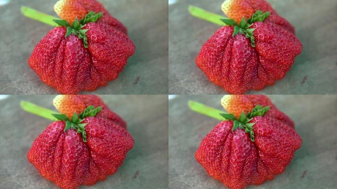 异常大的草莓水果特写