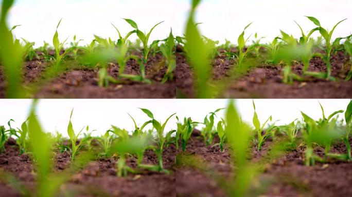 特写。年轻的玉米在田间生长。一排排年轻的绿色玉米芽从地面，土壤中伸出。春天。农业，生态农业