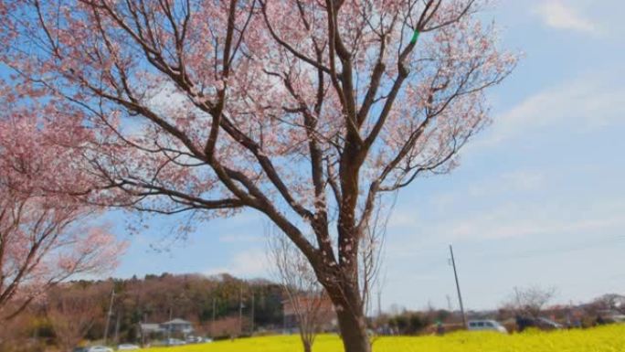 油菜花和樱花在风中摇曳